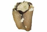 Partial Mosasaur Tooth - North Sulfur River, Texas #104327-1